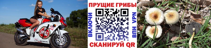 Галлюциногенные грибы Magic Shrooms  МЕГА вход  Курлово 